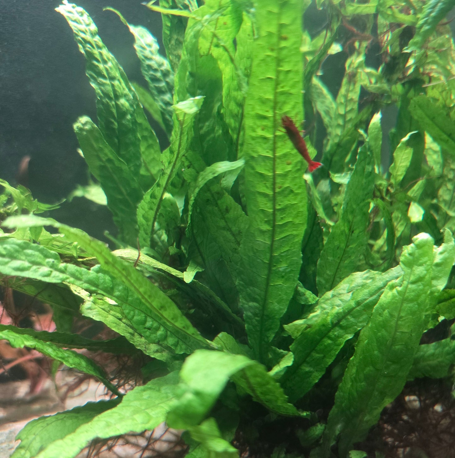 Philippine Java Fern
