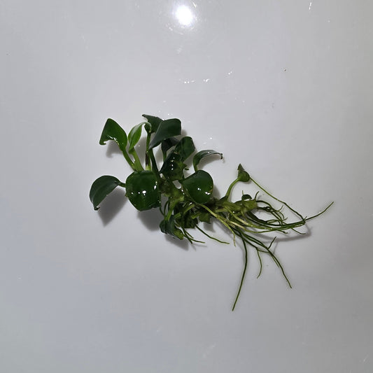 Anubias Nana Petite Thai (2017 Thailand Variety)