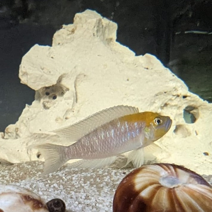 Male Neolamprologus Calliurus in fount of large rock