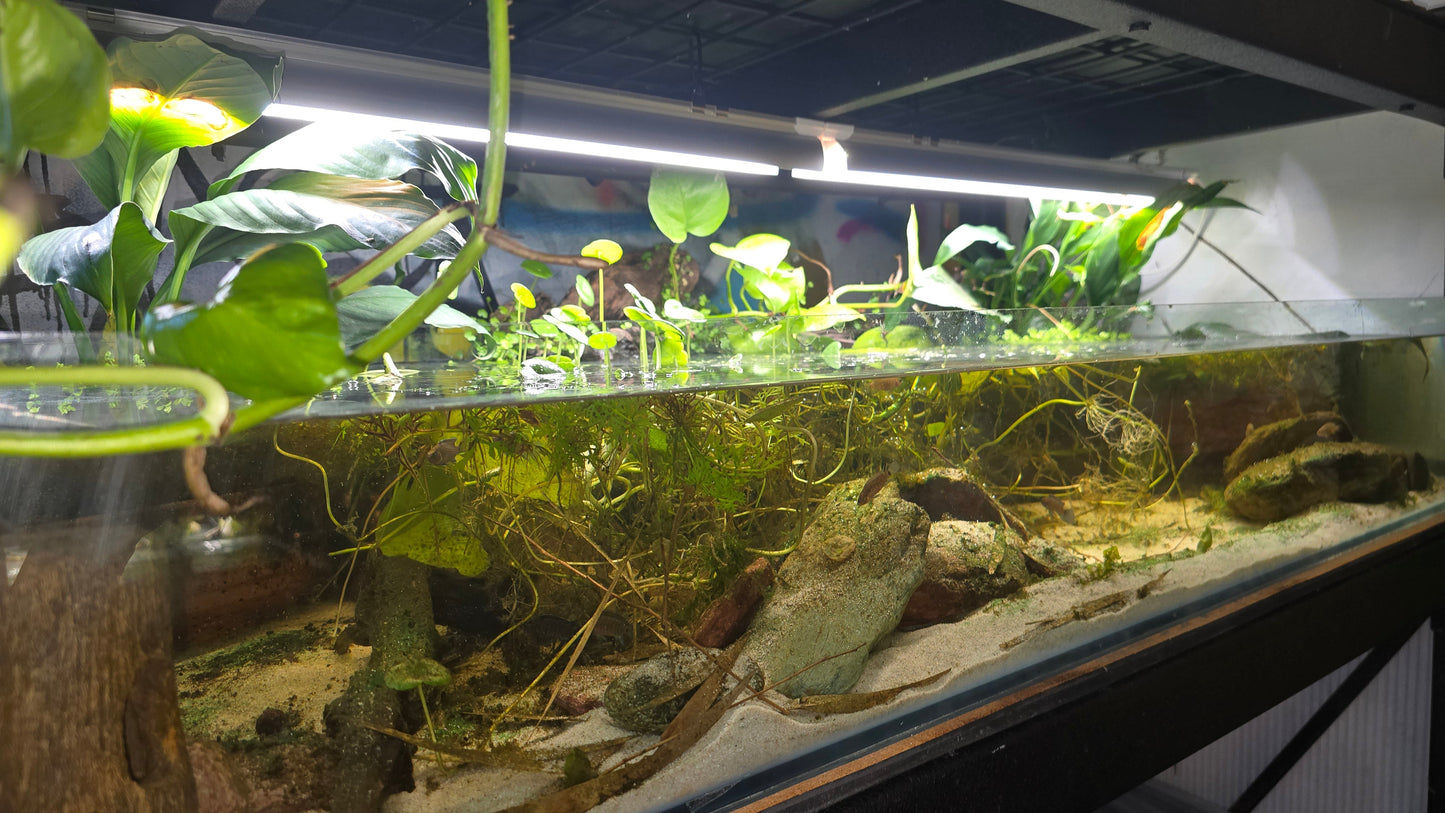 Large aquarium heavily planted