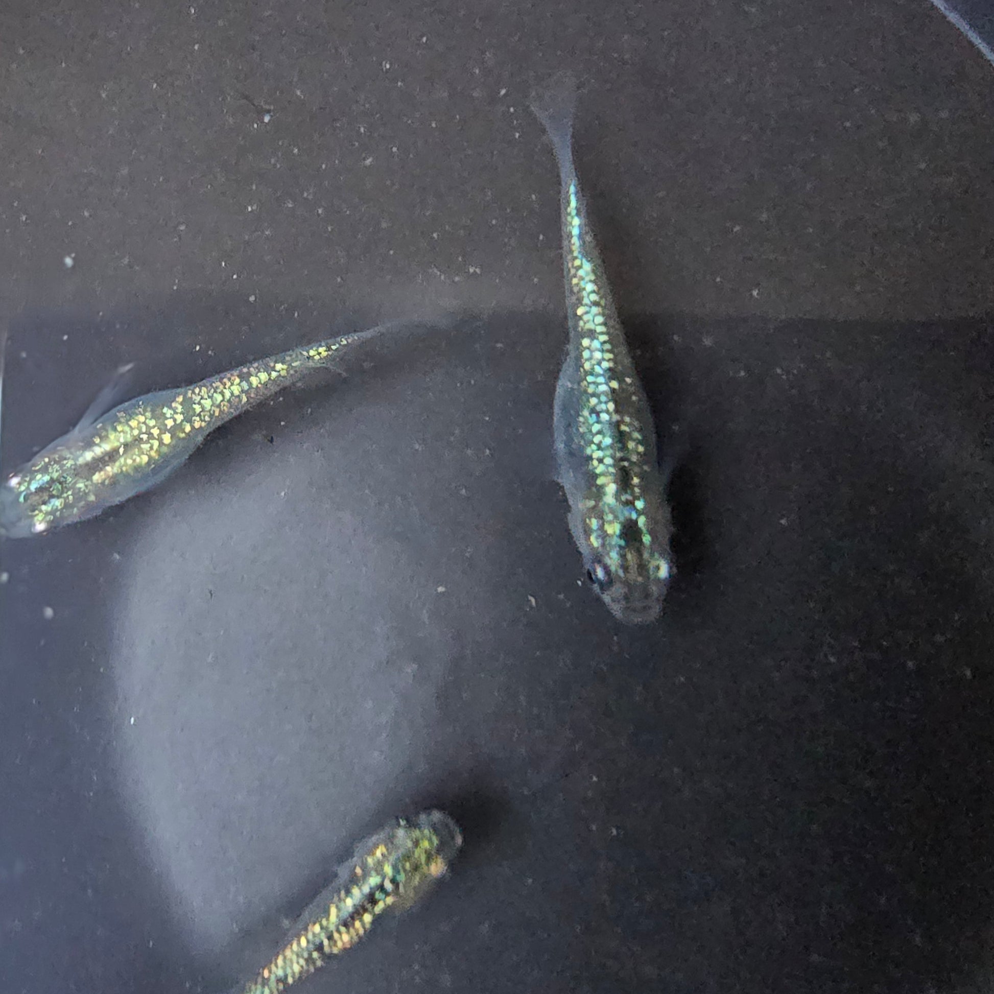Medaka, Blue Stardust - Japanese Rice Fish - Oryzias Latipes