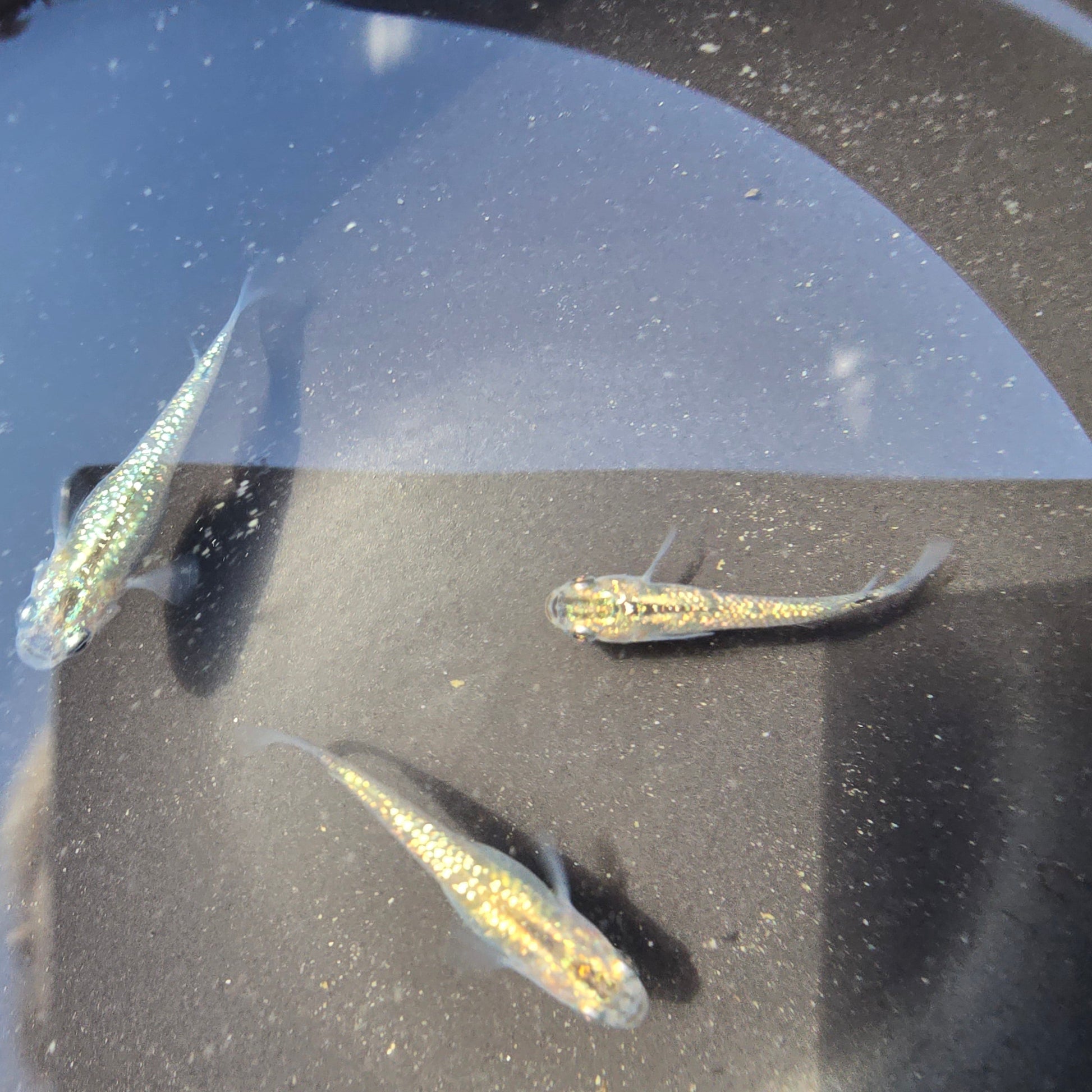 Medaka, Blue Stardust - Japanese Rice Fish - Oryzias Latipes