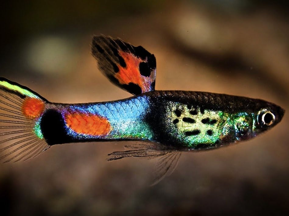 Endler's livebearer Campoma 31 Blue Snake Endler – HPA