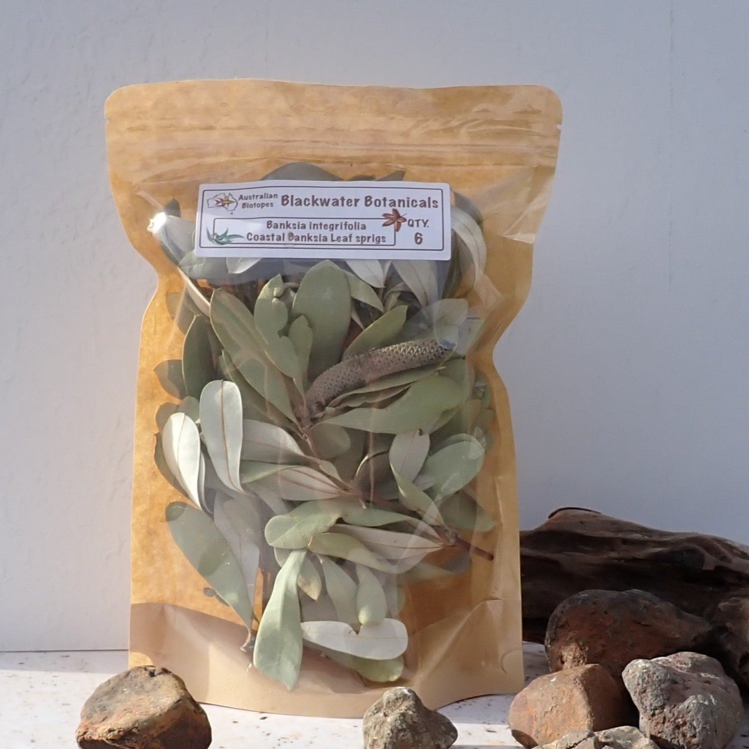 Coastal Banksia Leaf Sprigs x 6 | Blackwater Botanicals