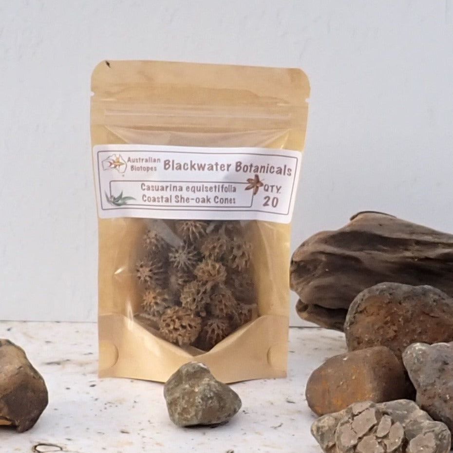 Coastal She-oak Cones x 20 | Blackwater Botanicals