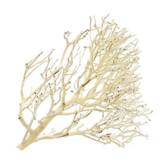 Coral Wood Nano