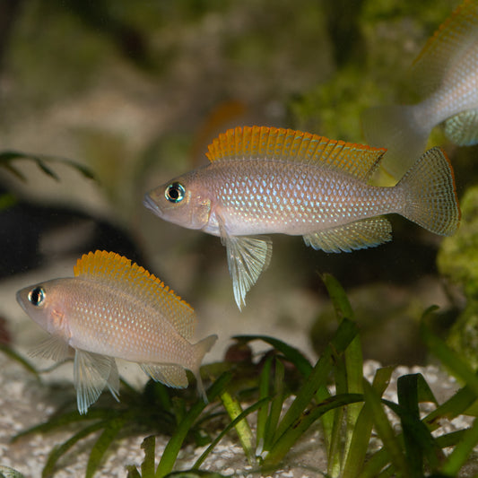Lamprologus Caudopunctatus - Caudo Punks over sand and Vallisneria