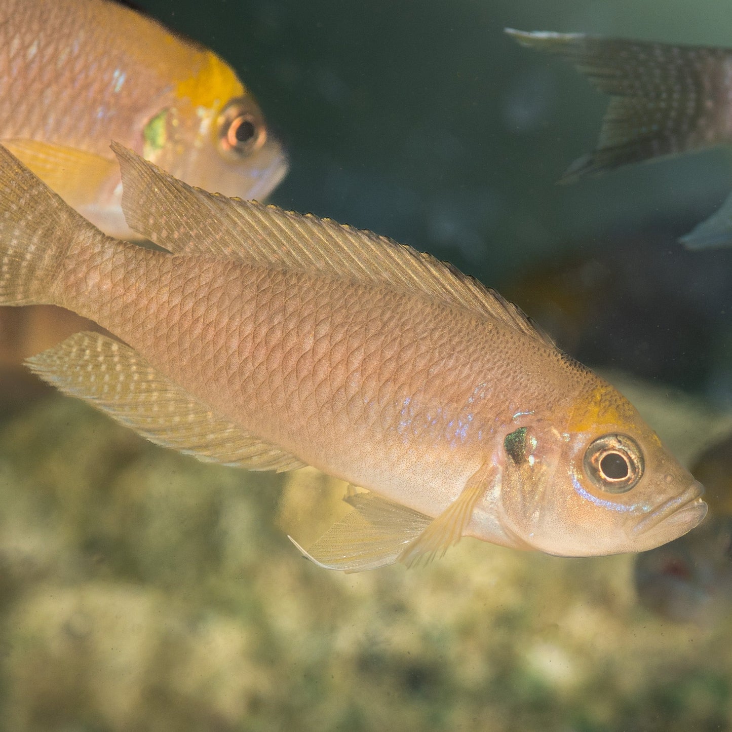 Neolamprologus Calliurus