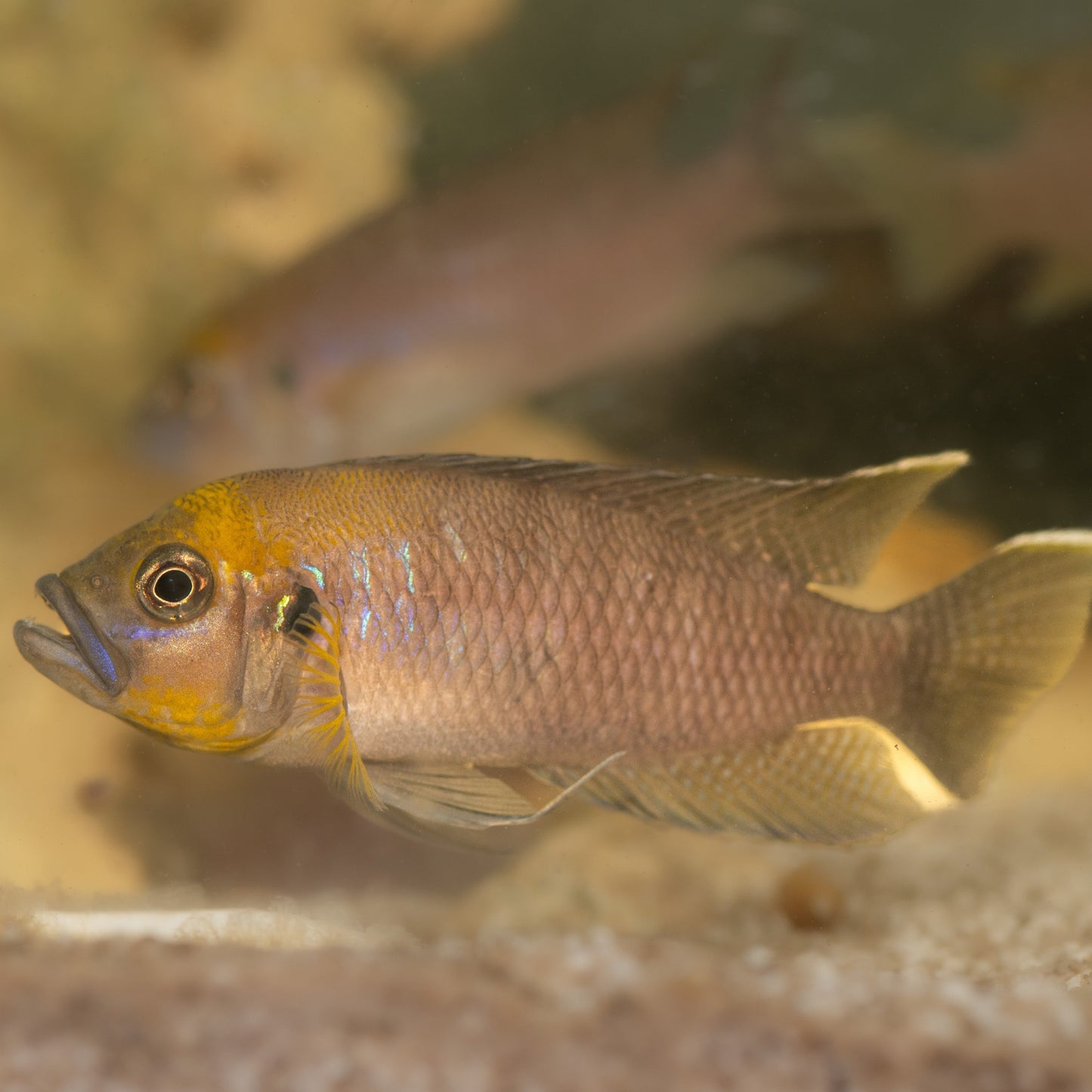 Neolamprologus Calliurus