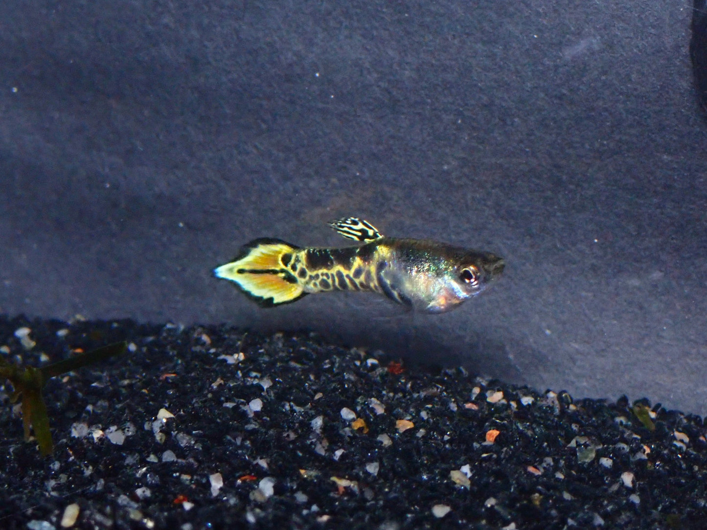 Yellow Tiger Endler