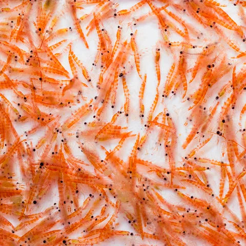 Freeze Dried Krill up close
