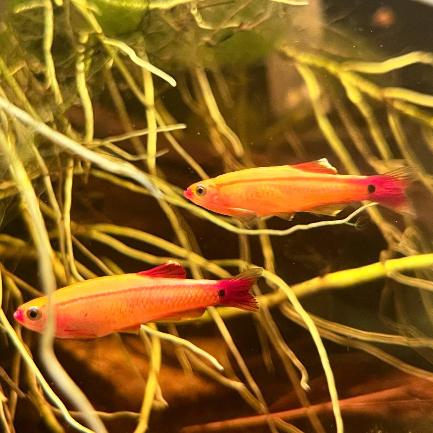Gold white clouds in planted tank with plant roots around them, lots of tanins