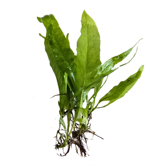 Java Fern on white background
