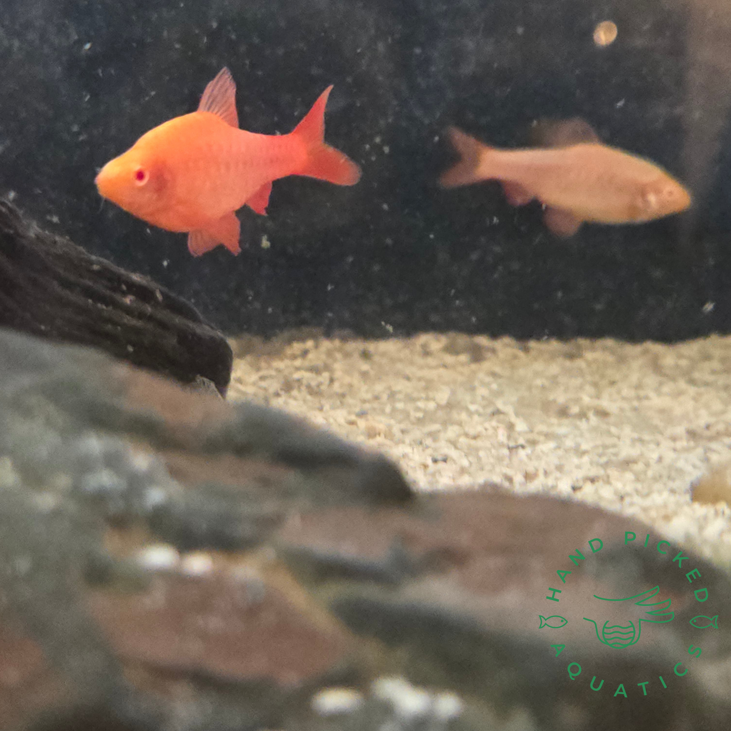 Albino Red Cherry Barb from Hand Picked Aquatics. Young male at front and femail at back of photo.
