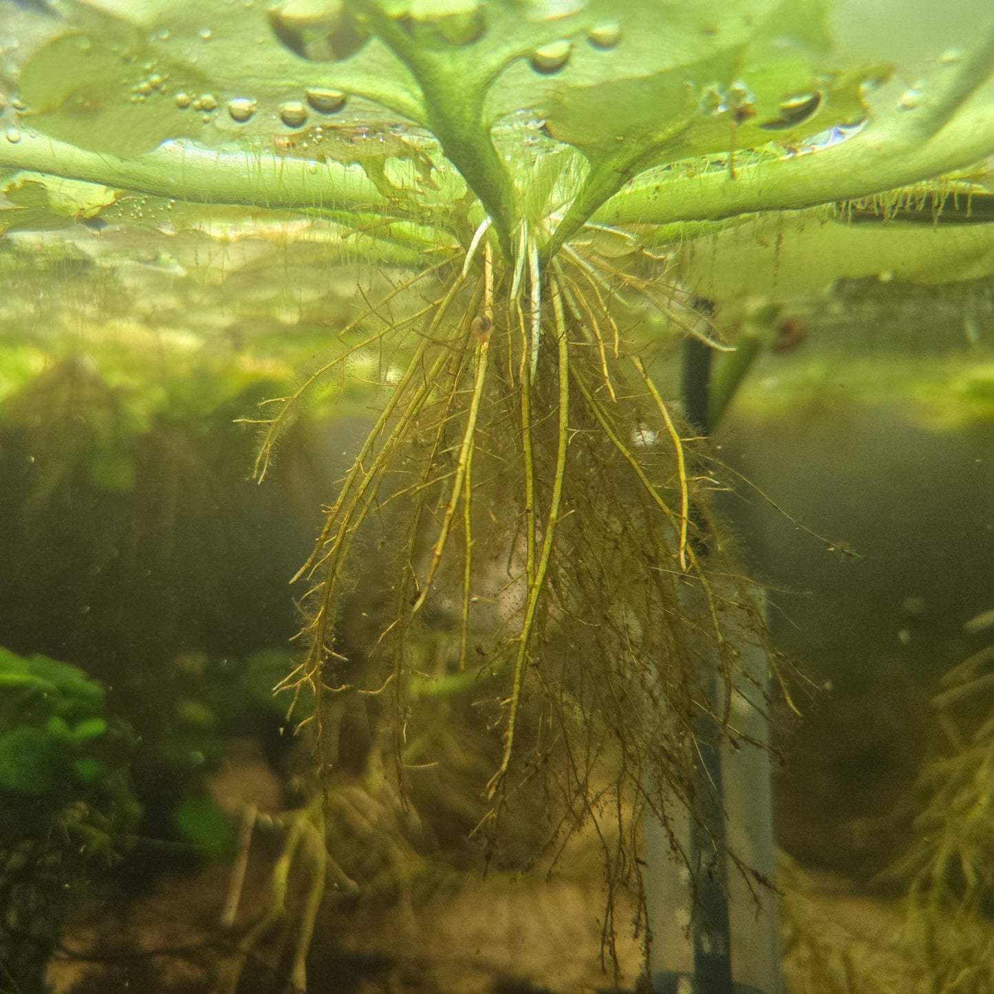 HPA Antler Fern Roots in aquarium, Great place for fry to hide