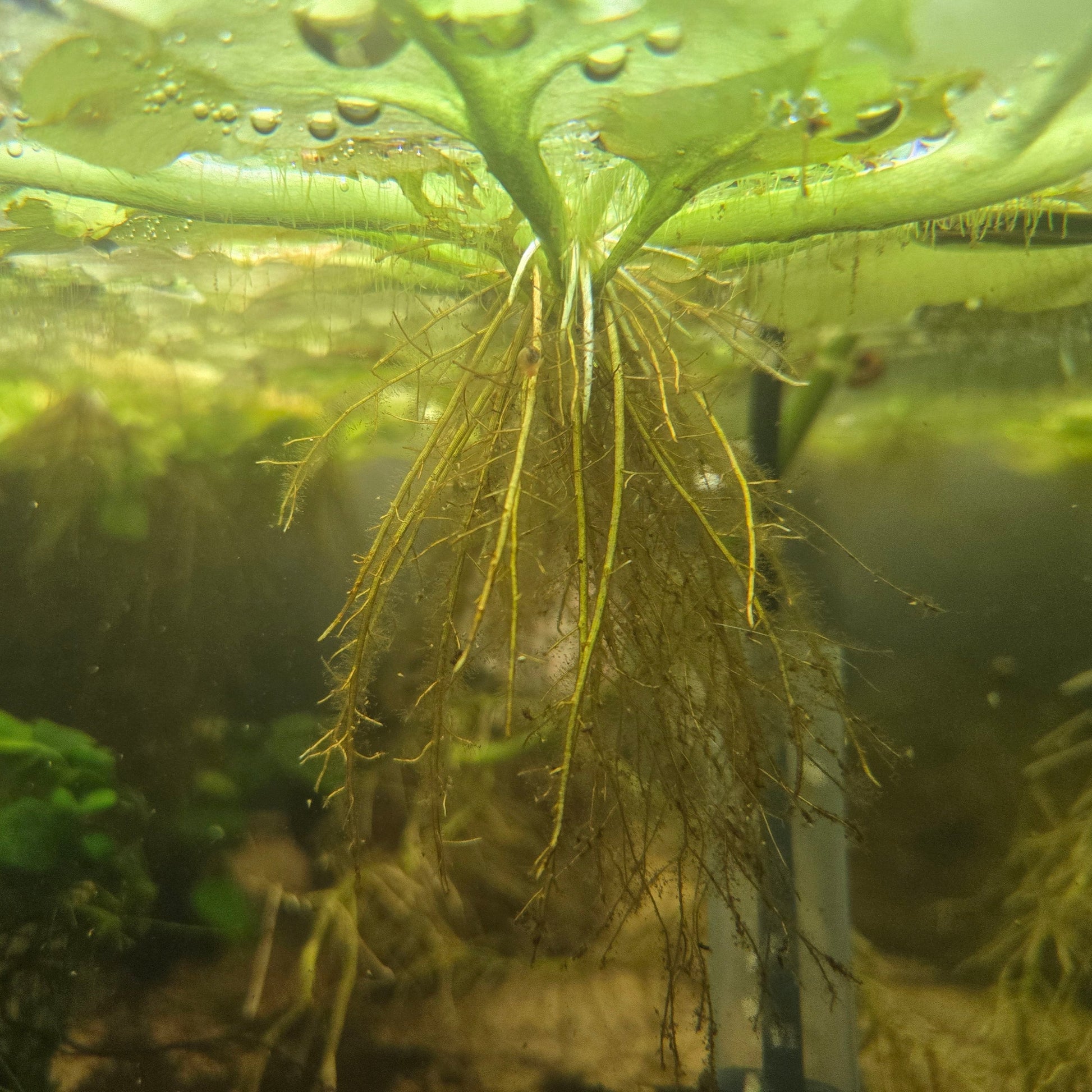 Plant - Antler Fern