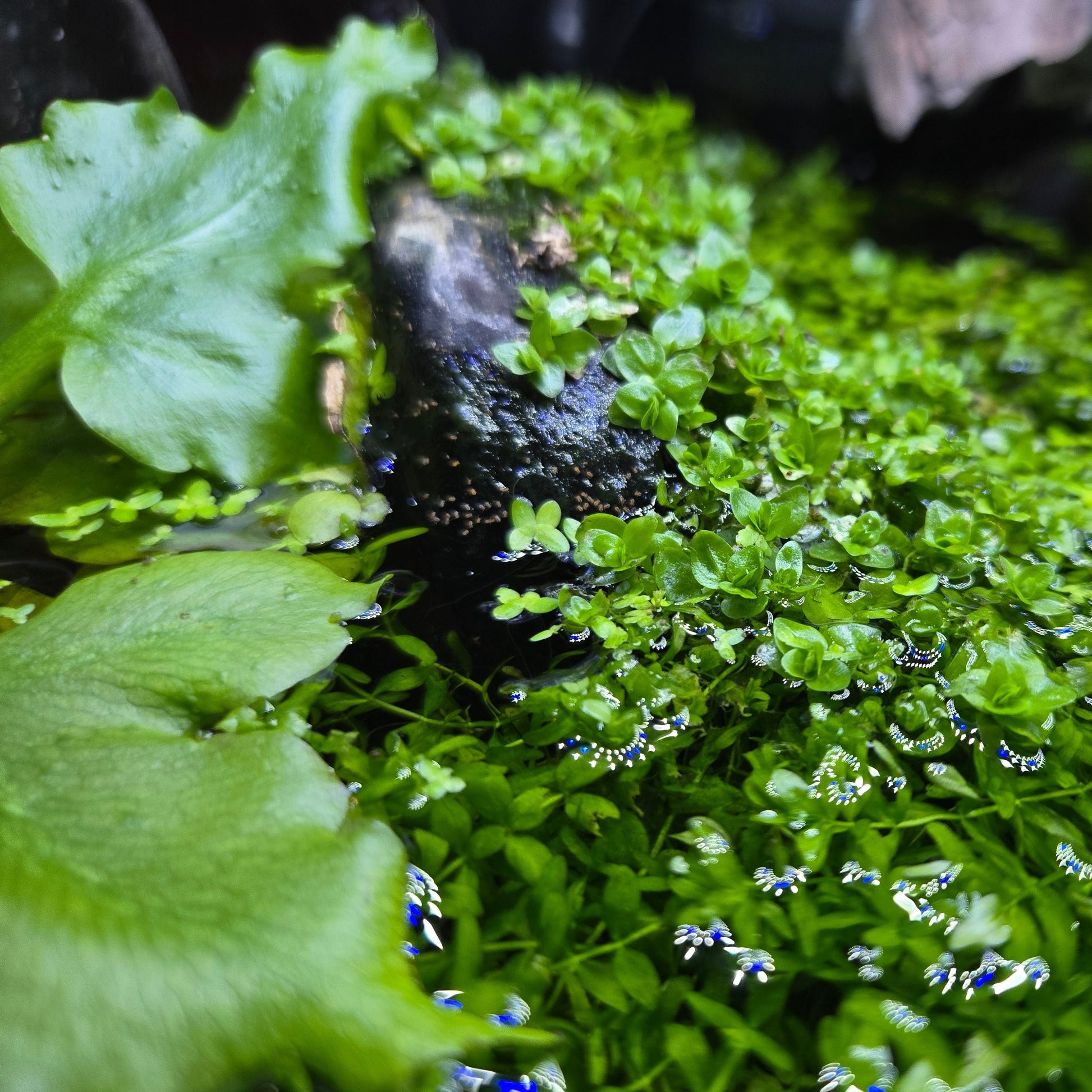 Plant - Antler Fern