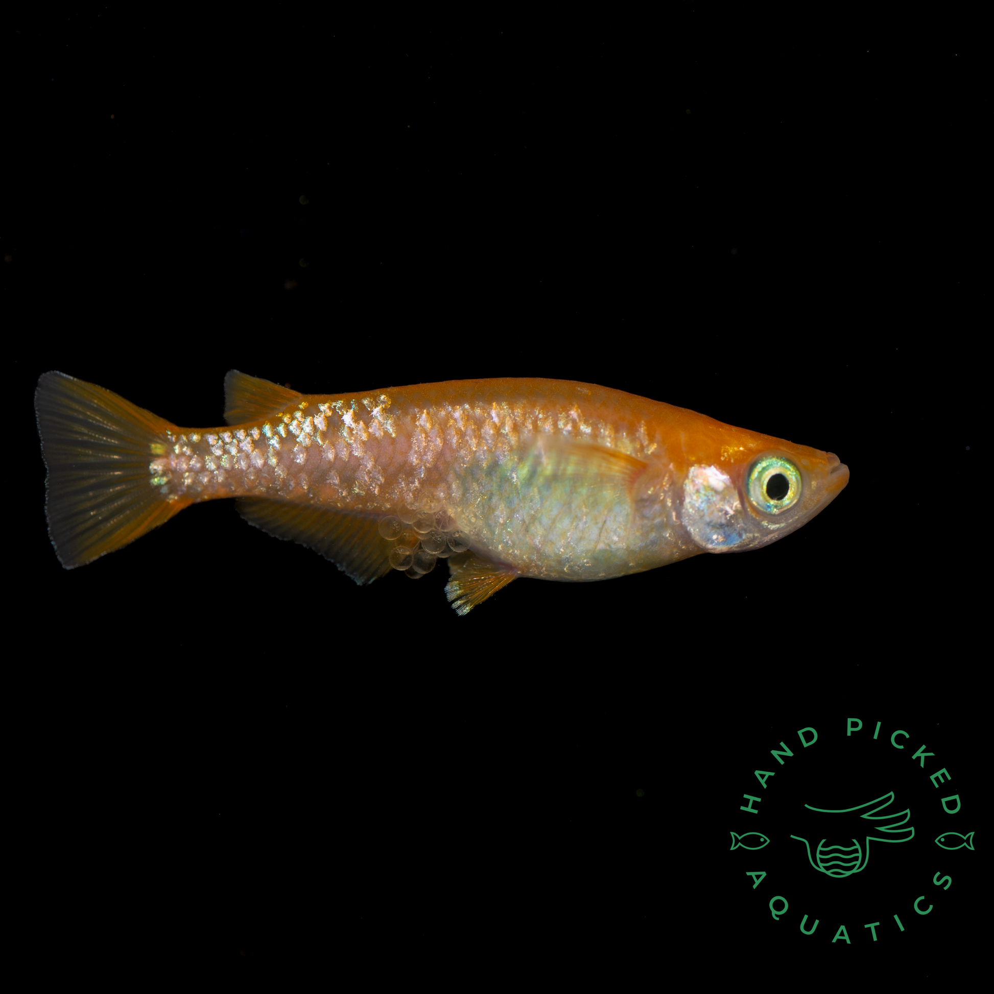 Medaka, Red Stardust - Japanese Rice Fish - Oryzias Latipes