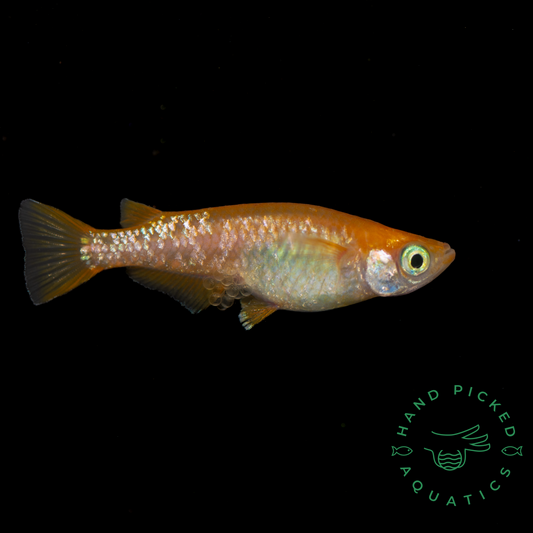 Medaka, Red Stardust - Japanese Rice Fish - Oryzias Latipes