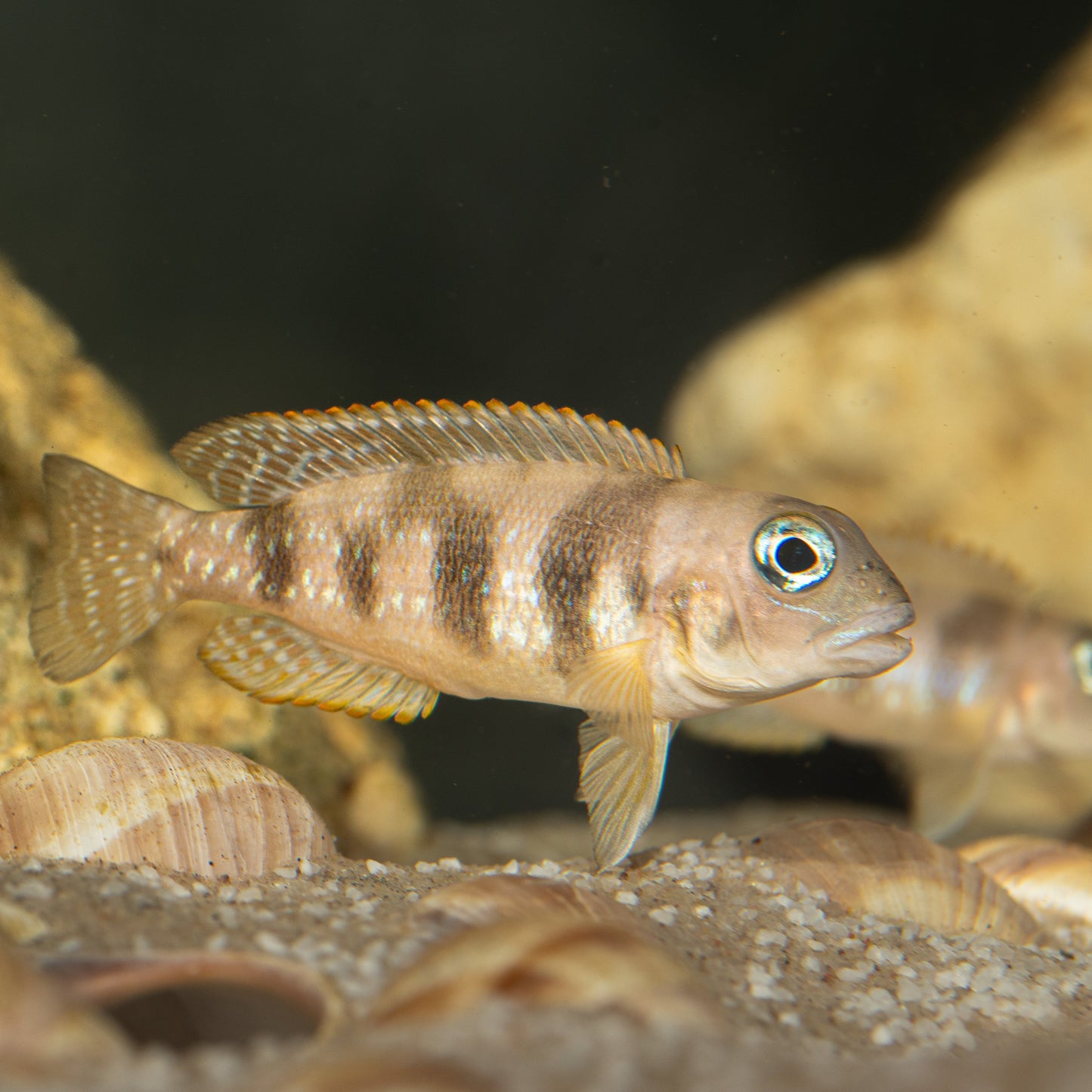 Lepidiolamprologus Hecqui - Hecqui's Cichlid