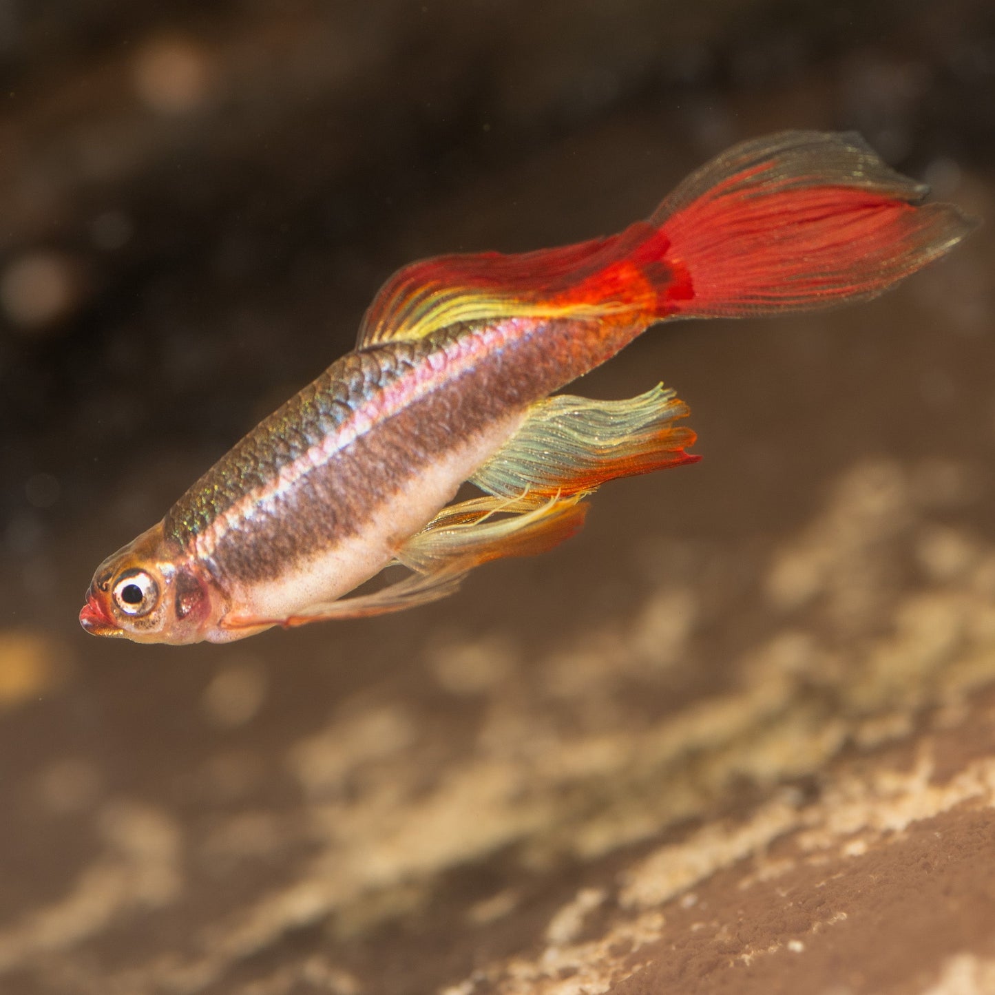 Mature Female longfin White Clould Mountin Minnow