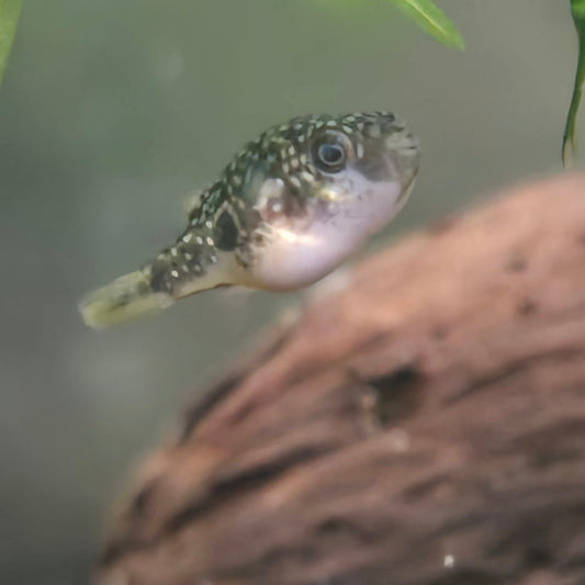 Pea puffer looking at camera