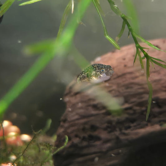 Pea Puffer - Carinotetraodon Travancoricus hiding behing plants in front of a rock
