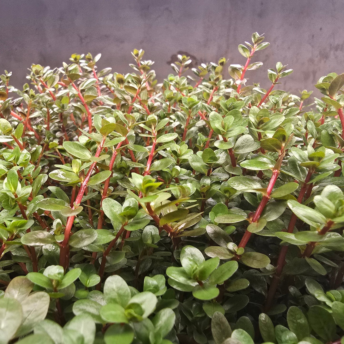 HPA Rotala Blood Red emersed grown green leaves, red stem plant with grey background.