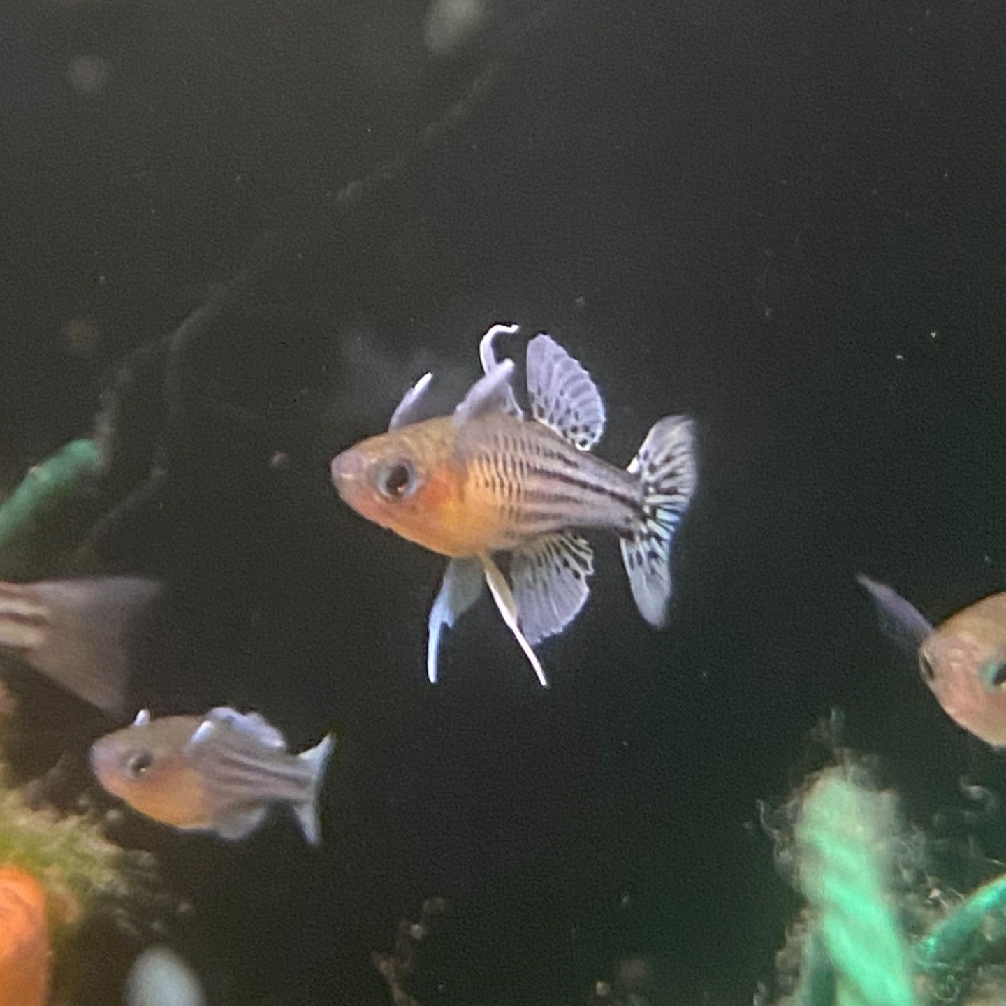 A photo of a Spotted Blue Eye fish swimming in an aquarium with dark background and some aquatic plants.
