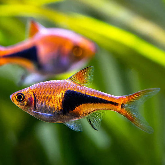 Harlequin Rasbora on green background