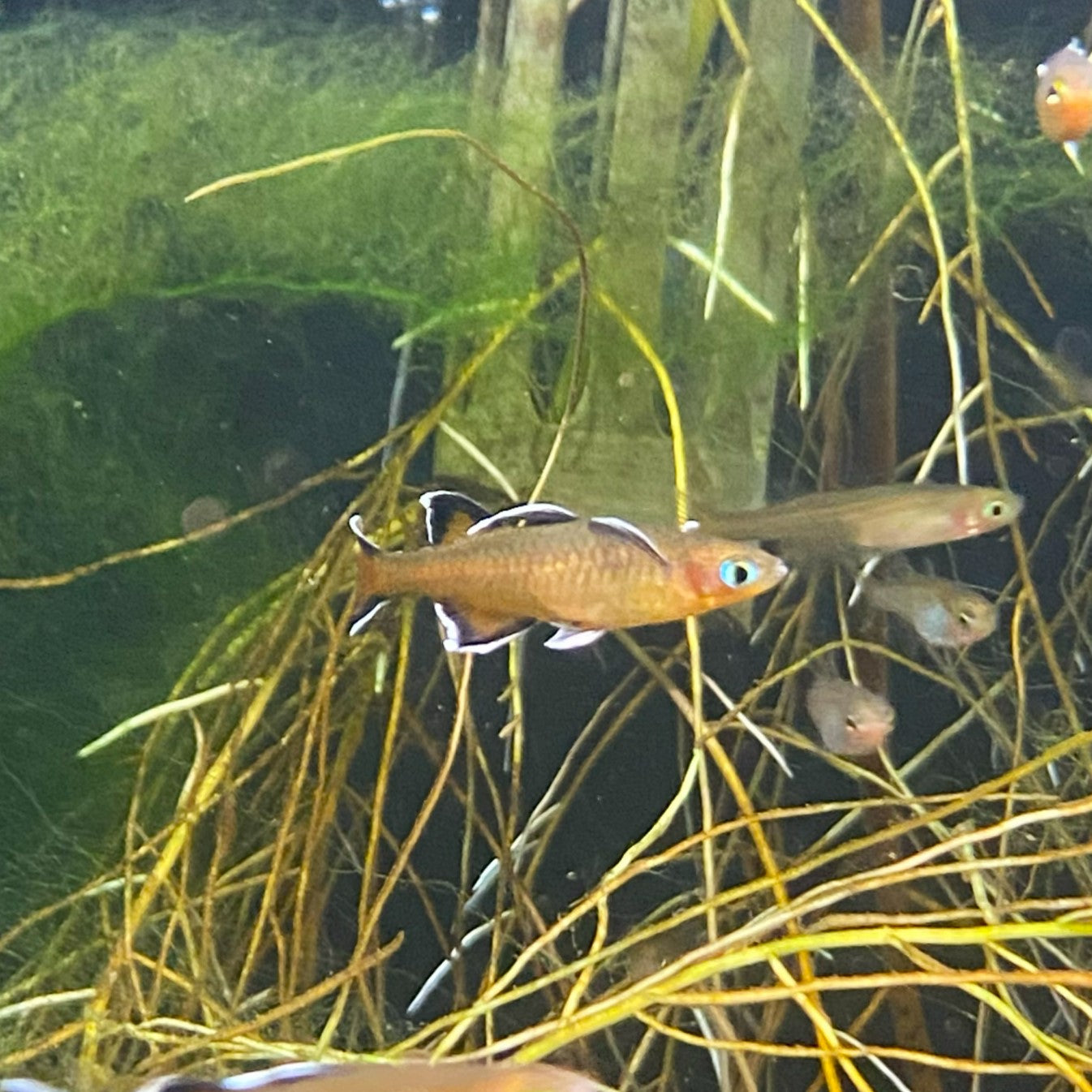 Pseudomugil Mellis - Honey Blue-eye