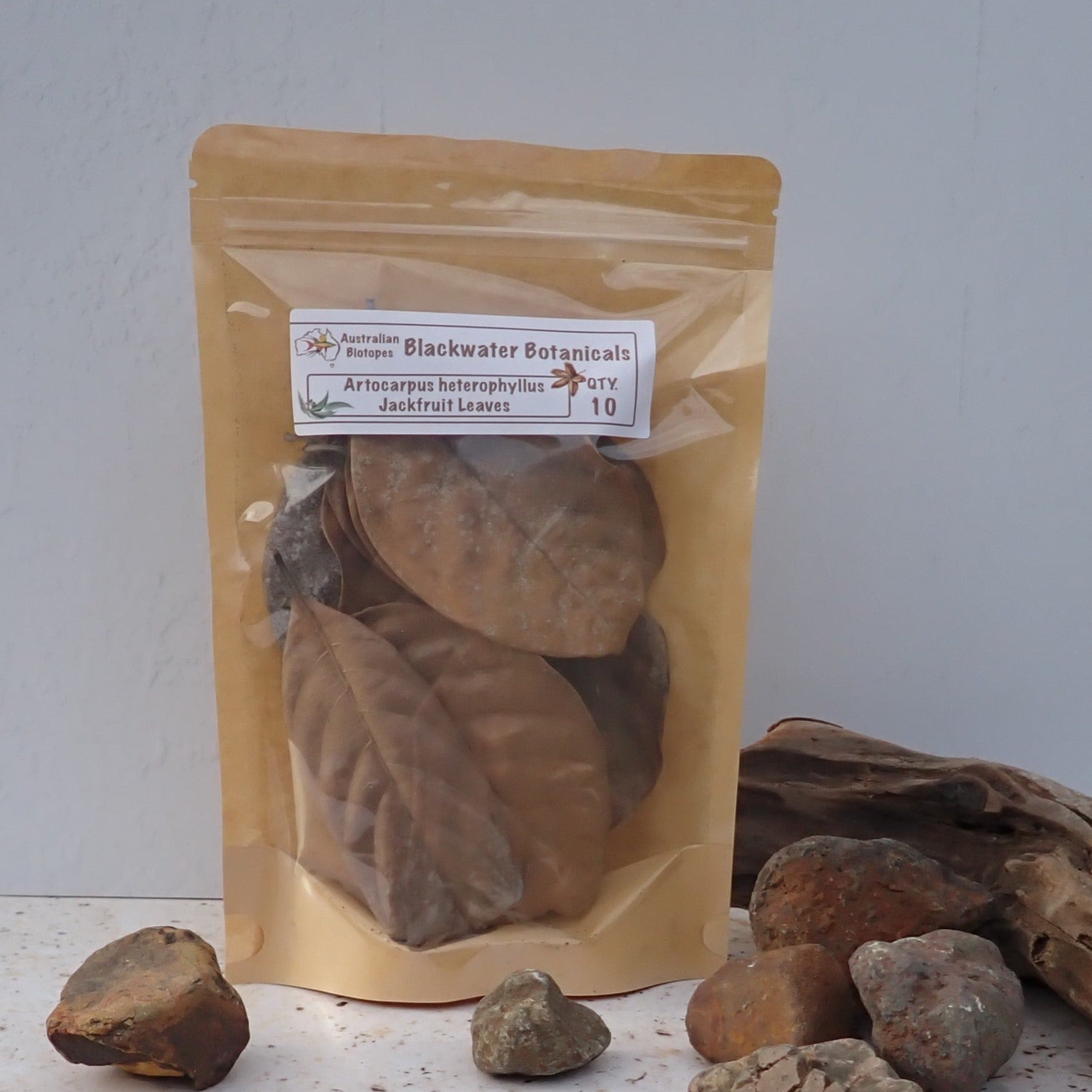 Jackfruit Leaves x 10 | Blackwater Botanicals