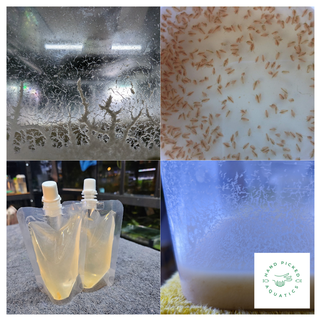 All four fry foods, Vinegar eels, Daphnia, Banana and Micro Worms