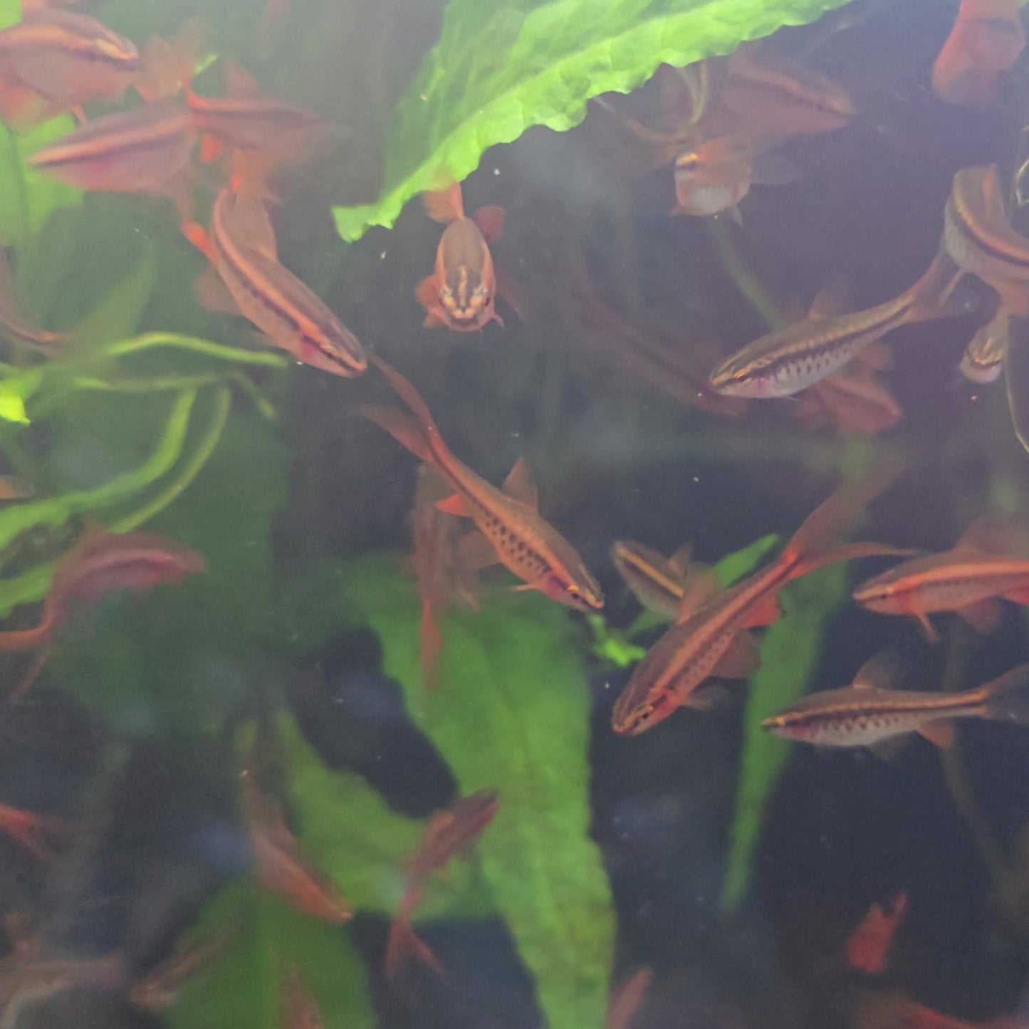 Fish swimming in an aquarium with green plants