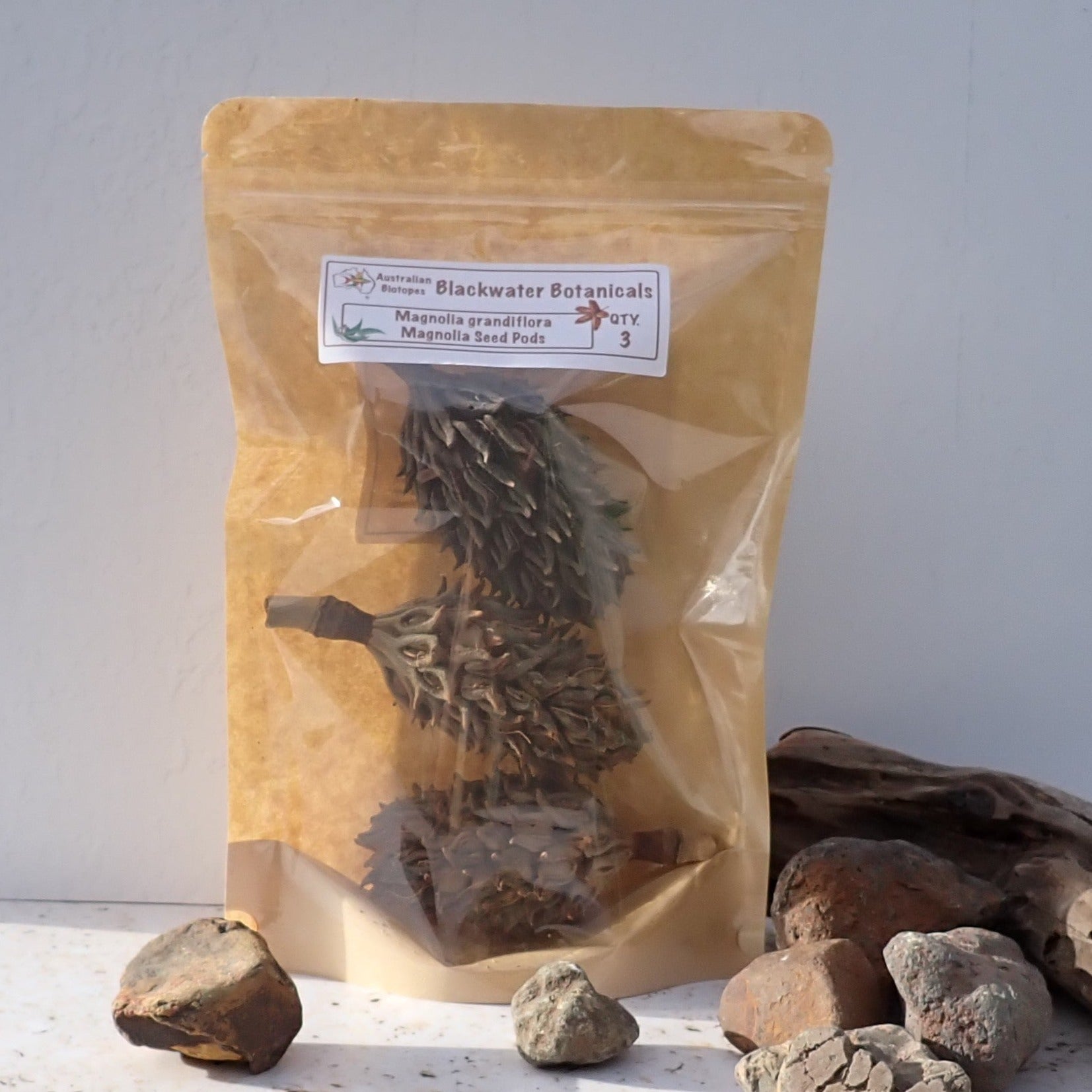 Magnolia Seed Pods x 3 | Blackwater Botanicals