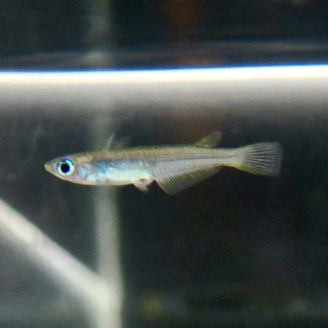 Medaka Hainan Blue Eye - RARE!