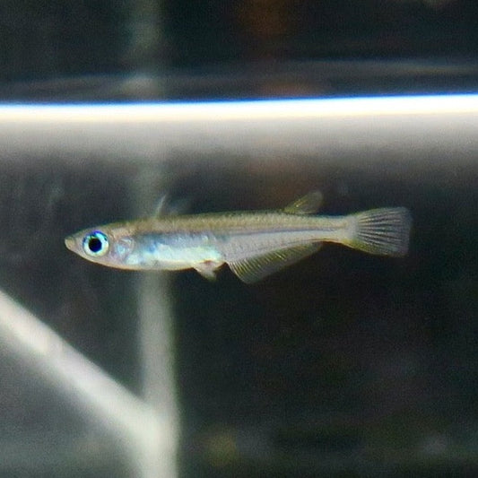 Medaka Hainan Blue Eye on grey background