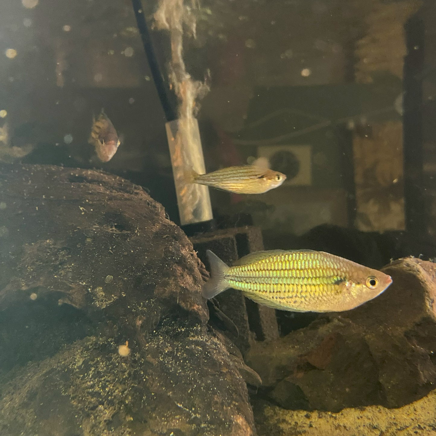 Melanotaenia Sexlineata - Fly River Rainbowfish
