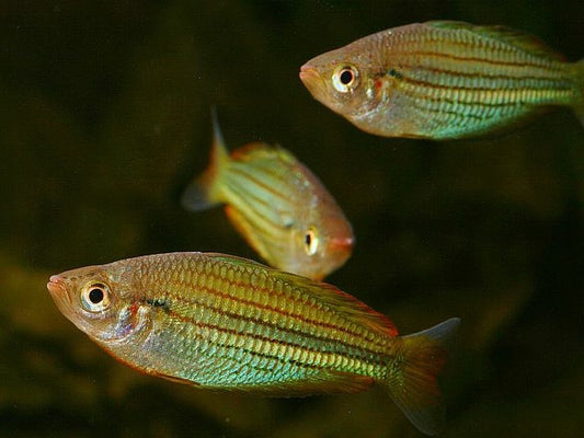 Melanotaenia Sexlineata - Fly River Rainbowfish