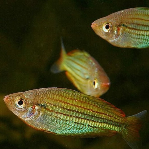 Melanotaenia Sexlineata - Fly River Rainbowfish