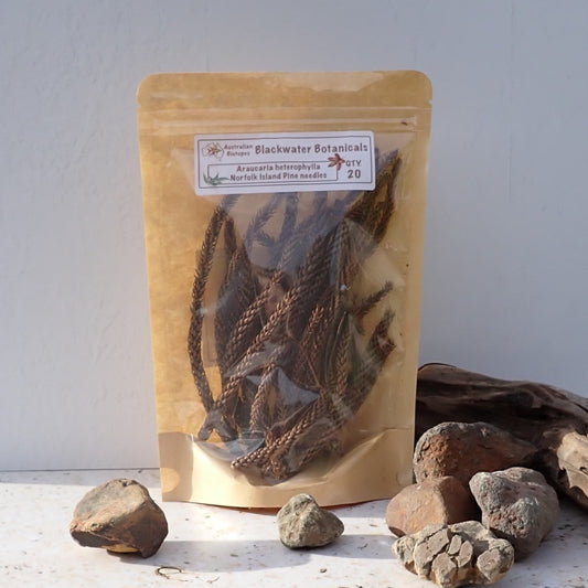 Norfolk Island Pine Needles x 20 Blackwater Botanicals
