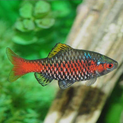 Odessa barb (Pethia padamya) male on green plant background