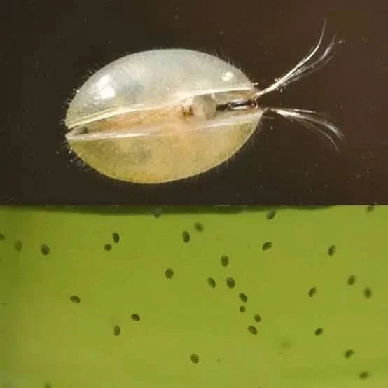Small aquatic Ostracod on a black and green background