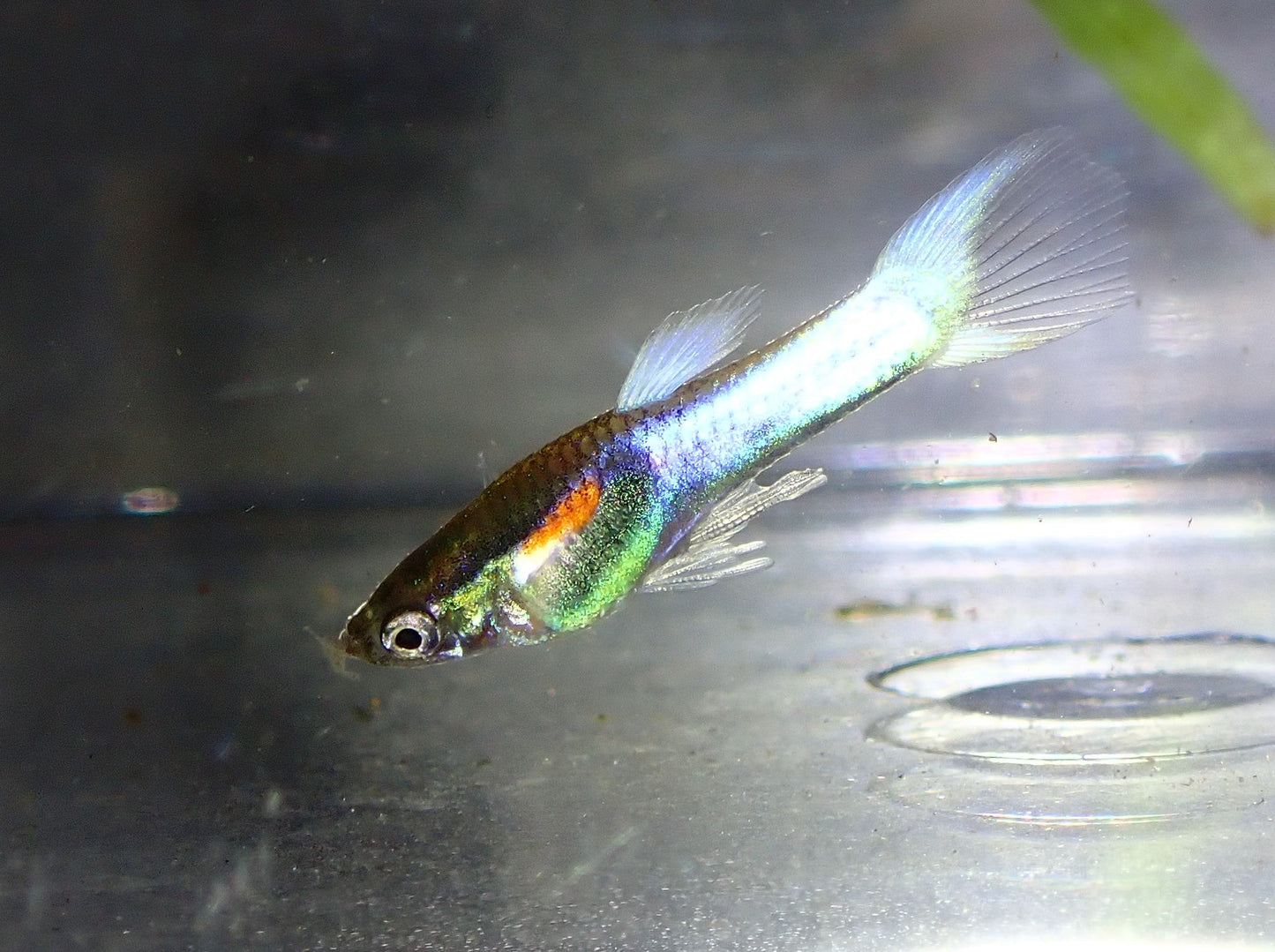 Opal Endler