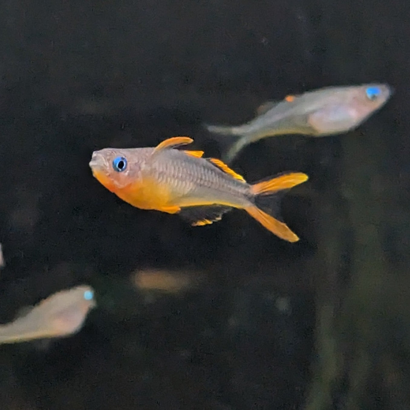 Male Pseudomugil Furcatus - Forktail Blue-eye (orange fin variety)