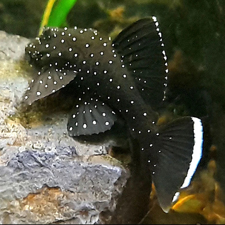 Peppermint-Pleco on a rock