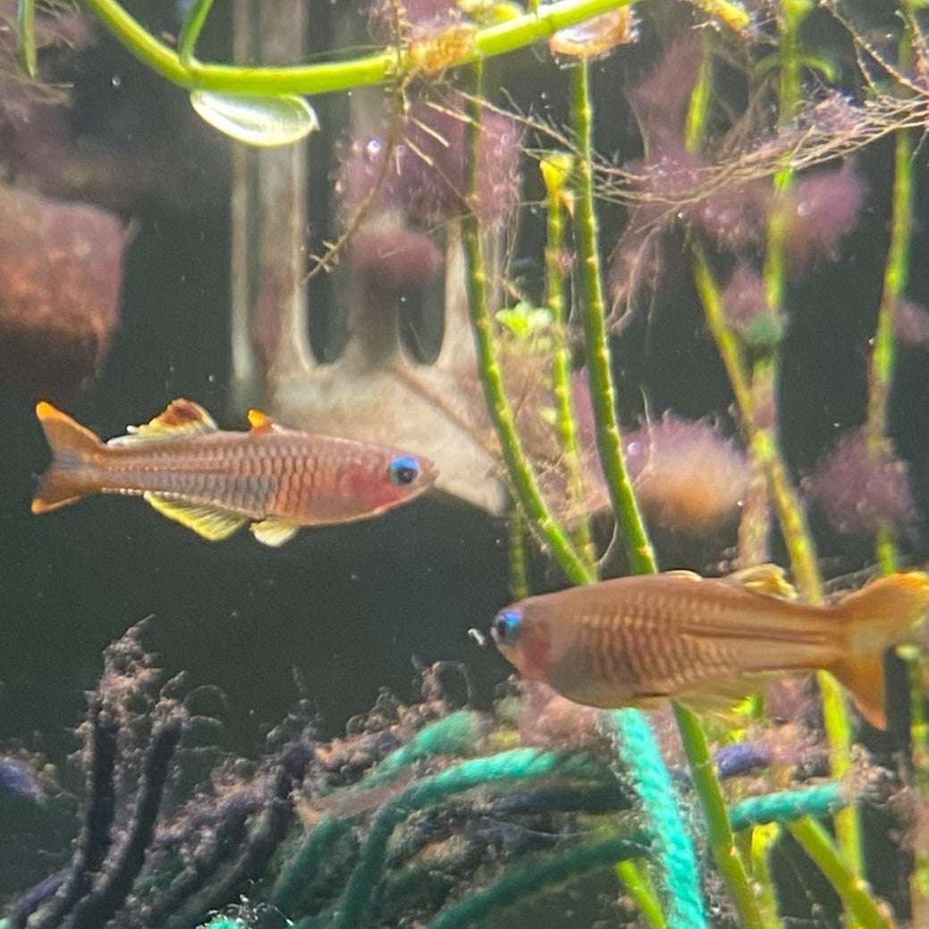 Pseudomugil Ivantsoffi - Ivantsoff Blue-eye