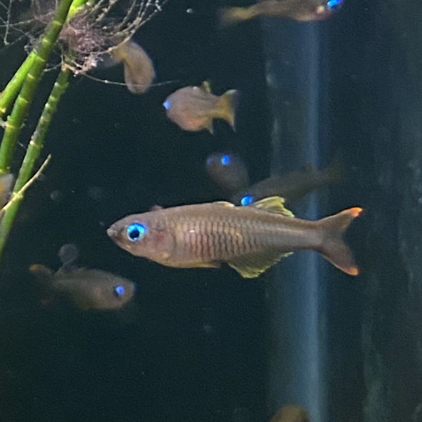 Pseudomugil Ivantsoffi - Ivantsoff Blue-eye