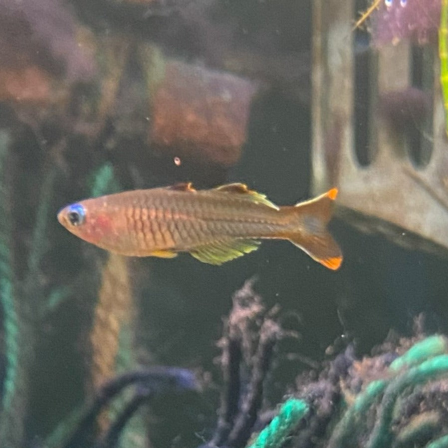 Pseudomugil Ivantsoffi - Ivantsoff Blue-eye