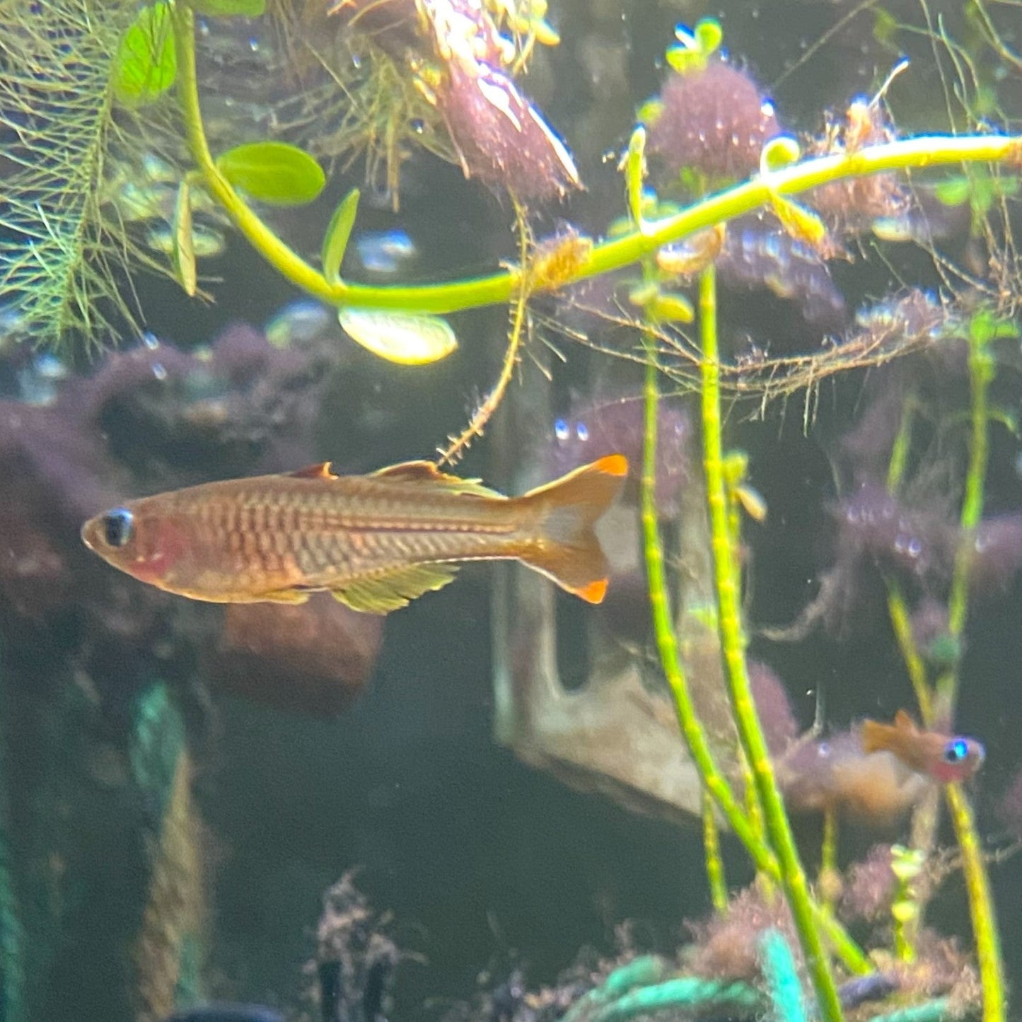Pseudomugil Ivantsoffi - Ivantsoff Blue-eye